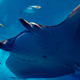 Illustration for article titled Watch Out Humans, Manta Rays May Be Self-Aware